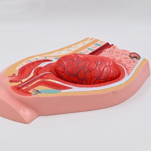 Modelo <span class=keywords><strong>de</strong></span> Desmembramiento <span class=keywords><strong>de</strong></span> Placenta, Sistema Reproductivo Femenino, Útero, Ovarios, Anatomía Pélvica, <span class=keywords><strong>Obstetricia</strong></span> <span class=keywords><strong>y</strong></span> Ginecología, Enseñanza Médica - Product Image 5
