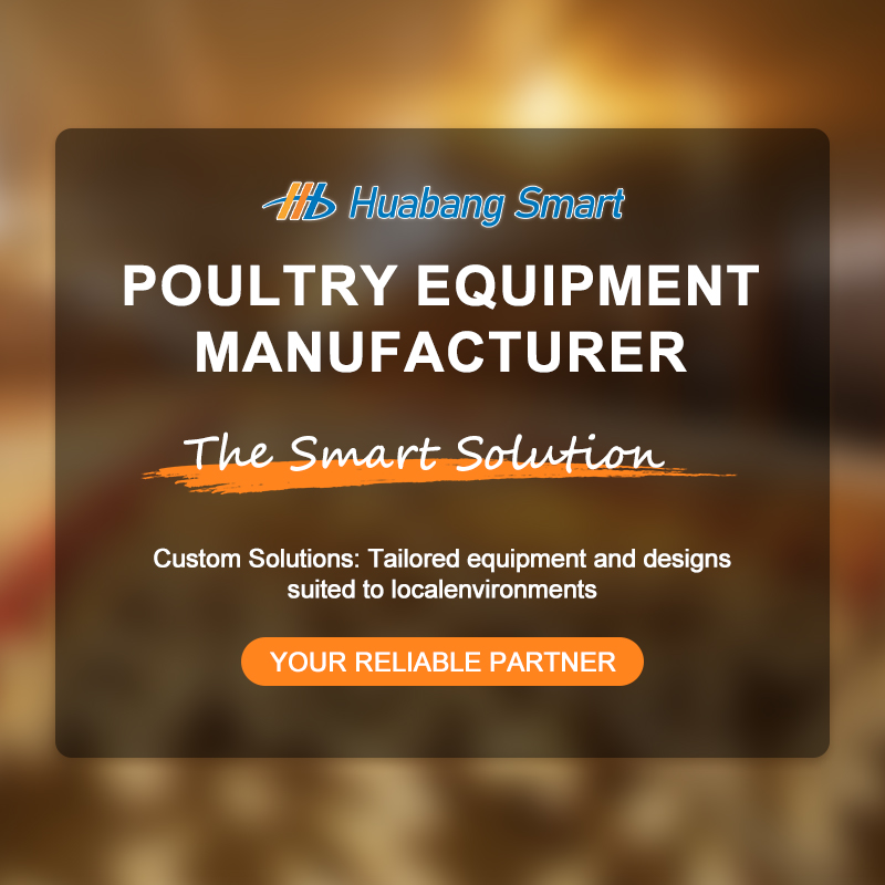 automatic layer cages egg chicken poultry farm