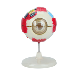 Modèle d'œil humain anatomique agrandi en PVC, avec cataracte, 3D, pour l'enseignement des sciences médicales, qualité supérieure, réaliste - Product Image 1