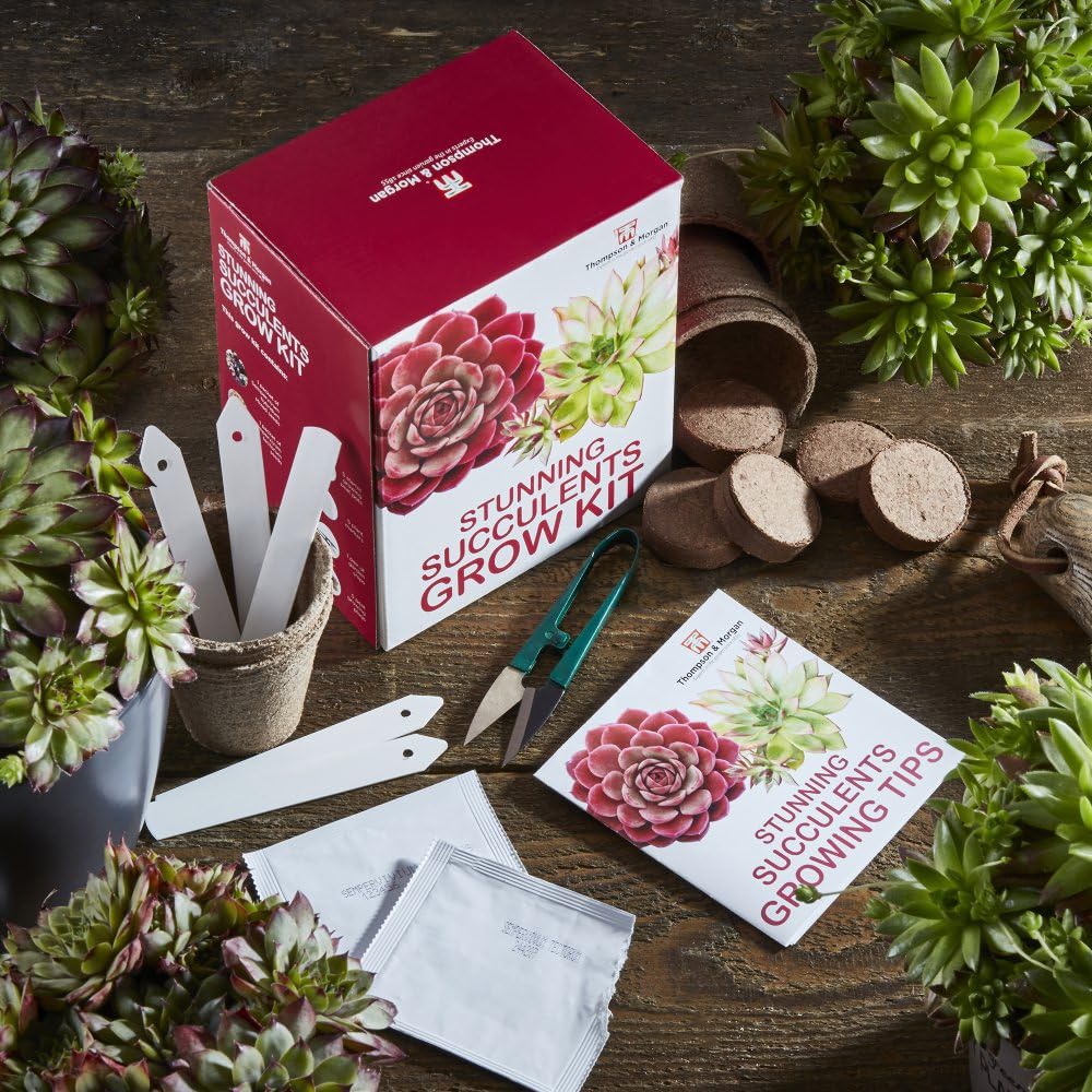 Succulent & Cactus Kit
