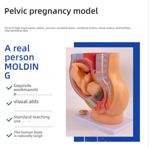 Modèle d'anatomie de la section sagittale du bassin féminin avec fœtus de 9 <span class=keywords><strong>mois</strong></span> et parties détachables – Modèle pédagogique pour l'étude de la <span class=keywords><strong>grossesse</strong></span> - Product Image 3