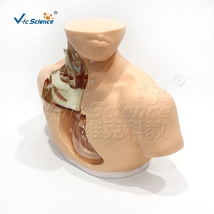 Maniquí <span class=keywords><strong>de</strong></span> Entrenamiento Transparente <span class=keywords><strong>de</strong></span> Tamaño Real para Adultos, para Cateterismo <span class=keywords><strong>Venoso</strong></span> <span class=keywords><strong>Central</strong></span>, Habilidades <span class=keywords><strong>de</strong></span> Enfermería, con Certificaciones CE, ISO, ROHS y CNAS - Product Image 2