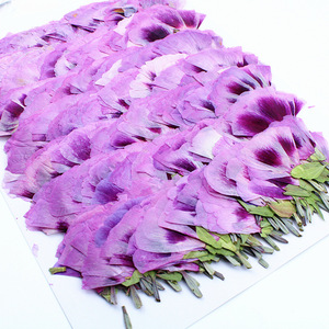 Fleurs de Godetia naturelles séchées pressées, petites et plates, de couleurs mélangées, pour maquillage de visage, nail art et artisanat en résine pour festivals - Product Image 5