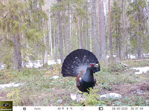 Caméra de <span class=keywords><strong>chasse</strong></span> Keepguard 4.0 avec application, <span class=keywords><strong>antivol</strong></span>, LTE, GPS, vision nocturne, cloud - Product Image 5