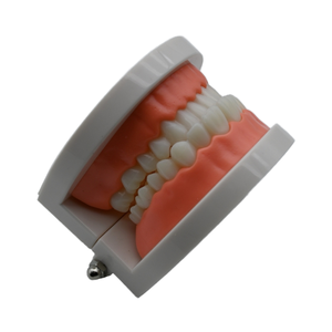 Модель зубов для обучения и практики, 28 зубов, пластиковая модель для студентов-стоматологов, анатомическая модель - Product Image 3