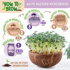 <span class=keywords><strong>Kit</strong></span> de Semis de Micro-pousses de <span class=keywords><strong>Moutarde</strong></span> Blanche Classique 200g pour Culture Intérieure ou Extérieure – Facile à Cultiver, Polyvalent pour le Jardin - Product Image 3