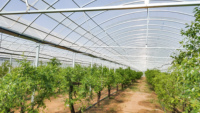Serres agricoles multi-spans en acier pour la culture de légumes à domicile, structure en acier, abri en plastique, serre à vendre
