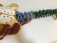 Modelo de Anatomía de Columna Vertebral Humana a Color con Pelvis, Músculos, Nervios y Cabezas de Fémur, Modelo Educativo de Columna Vertebral Flexible