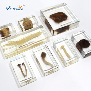Varios tipos de hongos; especímenes biológicos enriquecidos para estudiantes de primaria y secundaria; especímenes de plantas; populares - Product Image 1