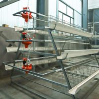 Cage à poulets de type A à installation facile |   Cage d'élevage de volailles durable en acier galvanisé