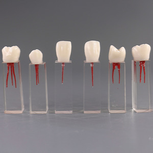 Pratica dentale utilizzando il modello di dente per il trattamento endodontico Root Ca <span class=keywords><strong>nal</strong></span> - Product Image 5