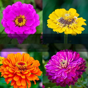 Paquete de Variedades de Zinnia, 5 Macetas de Vidrio Ecológicas para Uso en Interiores/Exteriores, Incluye Thumbelina, Lilliput y Purple Prince - Product Image 2