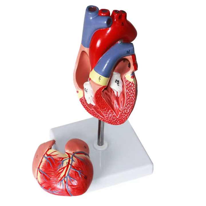 Medical science Human heart anatomy model ultrasound heart model ...