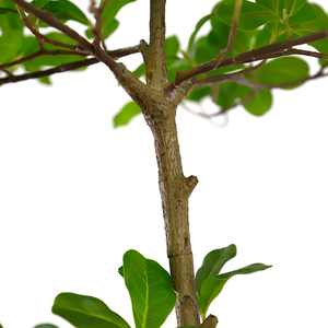 Venta al por Mayor de Árboles de Olivo Artificiales Realistas en Maceta de Plástico de 2 m, Decoración Moderna para Sala de Estar, Plantas de Interior, Adornos de Árboles Artificiales - Product Image 6