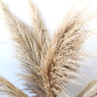 Grandes herbes de la Pampa séchées avec graines pour décoration de sol, vitrine et mariage