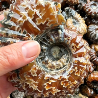 Vente en gros de spécimens d'ammonites fossiles naturels en vrac, coquilles d'ammonites brutes, collection de minéraux, décoration d'intérieur, cadeau