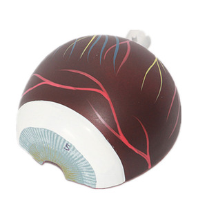 Modelo de Ojo <span class=keywords><strong>Humano</strong></span> Sciedu, Modelo de Anatomía <span class=keywords><strong>del</strong></span> Ojo <span class=keywords><strong>Humano</strong></span> Ampliado y <span class=keywords><strong>Desmontable</strong></span> en 7 Partes, Estructura <span class=keywords><strong>del</strong></span> Ojo, Modelo de Ojo <span class=keywords><strong>Humano</strong></span> para Enseñanza Médica - Product Image 4
