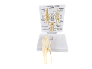 Modelo Anatómico de Mano Humana de Tamaño Real con Ligamentos, para Fines Educativos - Product Image 6