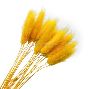 Vente <span class=keywords><strong>en</strong></span> gros de la plante la plus tendance : Uraria Picta Lagurus Ovatus (queue de lapin) séchée naturellement <span class=keywords><strong>pour</strong></span> la remise des diplômes, la fête des pères et la fête des mères - Product Image 2