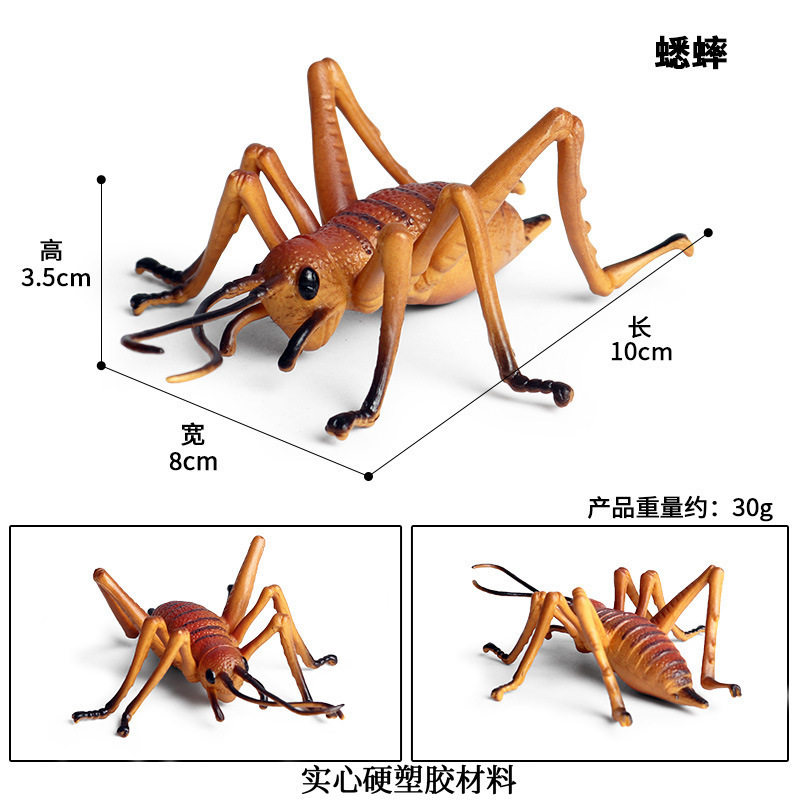 คริกเก็ต M-1308 สีสันสดใส