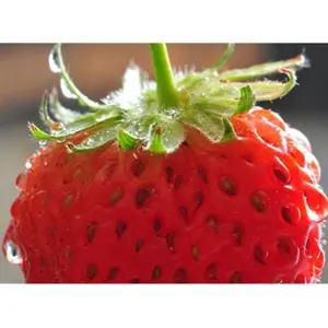 Hot Sale Hochwertiges frisches Produkt IQF Frozen Fruit Strawberry