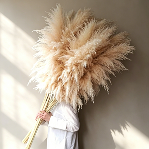 Herbe de la Pampa Séchée de Haute Qualité, Écologique, Grande et Moelleuse, Plus de 120 cm, pour Décoration Bohème et Aménagement Intérieur d'Événements, Vente en Gros - Product Image 4