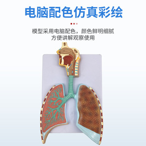 Modèle médical en relief agrandi de l'anatomie du système respiratoire humain, du tissu alvéolaire, des cavités nasale et orale. - Product Image 4