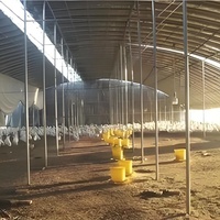 Grande serre en plastique pour l'élevage de bétail et de volailles, idéale pour l'élevage de porcs, moutons, poulets et l'agriculture tunnel.
