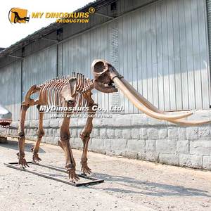 MY DINO AS035 Musée Expositions Éducatif Préhistorique Animal Squelette <span class=keywords><strong>Mastodon</strong></span> - Product Image 2