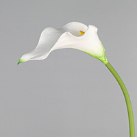 L-R397 Bestseller – Fleurs artificielles Calla Lily en EVA, toucher réel, taille moyenne, pour mariage, demande en mariage, décoration intérieure, centre de table