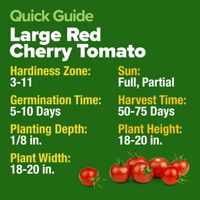 Non-OGM Rouge Cerise Tomate Légumes Héritage Solanum Lycopersicum Autosuffisant Maison Jardin Truie Paquet
