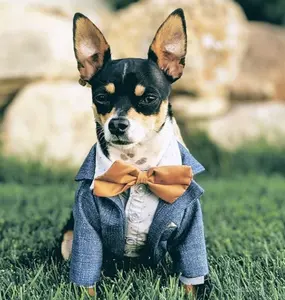 Qiqu Pet Supplies Custom New Designer clothes outdoor wear with jabots Wedding Dog Bow Tie wedding Dress Go Dog wedding attire