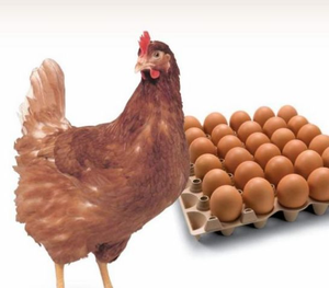 ระบบการให้อาหารไก่ชั้นอุปกรณ์การเลี้ยง<span class=keywords><strong>ไก่</strong></span>สำหรับฟาร์มสัตว์ปีกสภาพใหม่ - Product Image 5