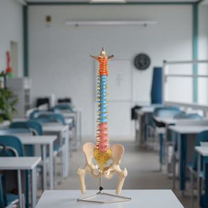 Modelo Didáctico de Columna Vertebral con Pelvis y Cabezas de Fémur, Modelo de Esqueleto de Tamaño Real, Modelo Espinal y Pélvico - Product Image 3