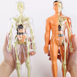 Kids Educational DIY Human Body Stereoscopic <strong>Model</strong> Kit <strong>Science</strong> Toys in Sets - Product Image 3