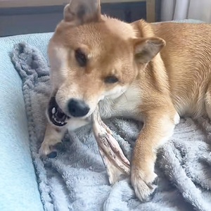 Venta al por mayor de bocadillos liofilizados para mascotas, comida para perros, pies de pato liofilizados, golosinas para perros, cachorros, Muele los dientes limpios, golosinas para gatos, bocadillos para gatos - Product Image 2