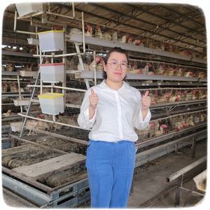 Gabbia di capacità per uccelli 128, strato di kenya, gabbie di gallina per uccelli 1000, piccolo piano di allevamento - Product Image 2