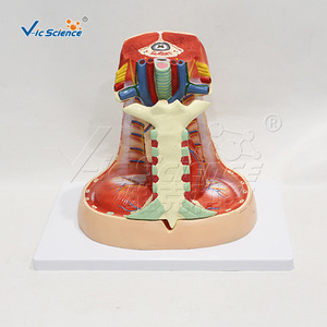 Modèle d'anatomie médastrienne humaine, modèle en 3 parties pour l'enseignement et la démonstration des systèmes cardio-pulmonaires et vasculaires. - Product Image 1