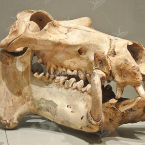 Cuộc sống-kích thước khủng long Bảo tàng hóa thạch hiển thị trong nhà sợi thủy tinh T-REX Triceratops đầu Skeleton cho cuộc phiêu lưu công viên - Product Image 3