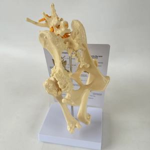 แบบจำลองข้อต่อสะโพกสุนัข โครงกระดูกสุนัข อุปกรณ์การสอนสัตวแพทย์ - Product Image 6