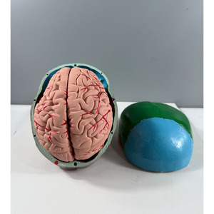 Modelo de esqueleto humano 3 cráneos asiáticos de colores con 8 modelos de cerebro - Product Image 5