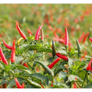 Chili rojo fresco del fabricante vietnamita embalaje personalizado entrega rápida especias individuales hierba bebida producto procesado crudo - Product Image 4