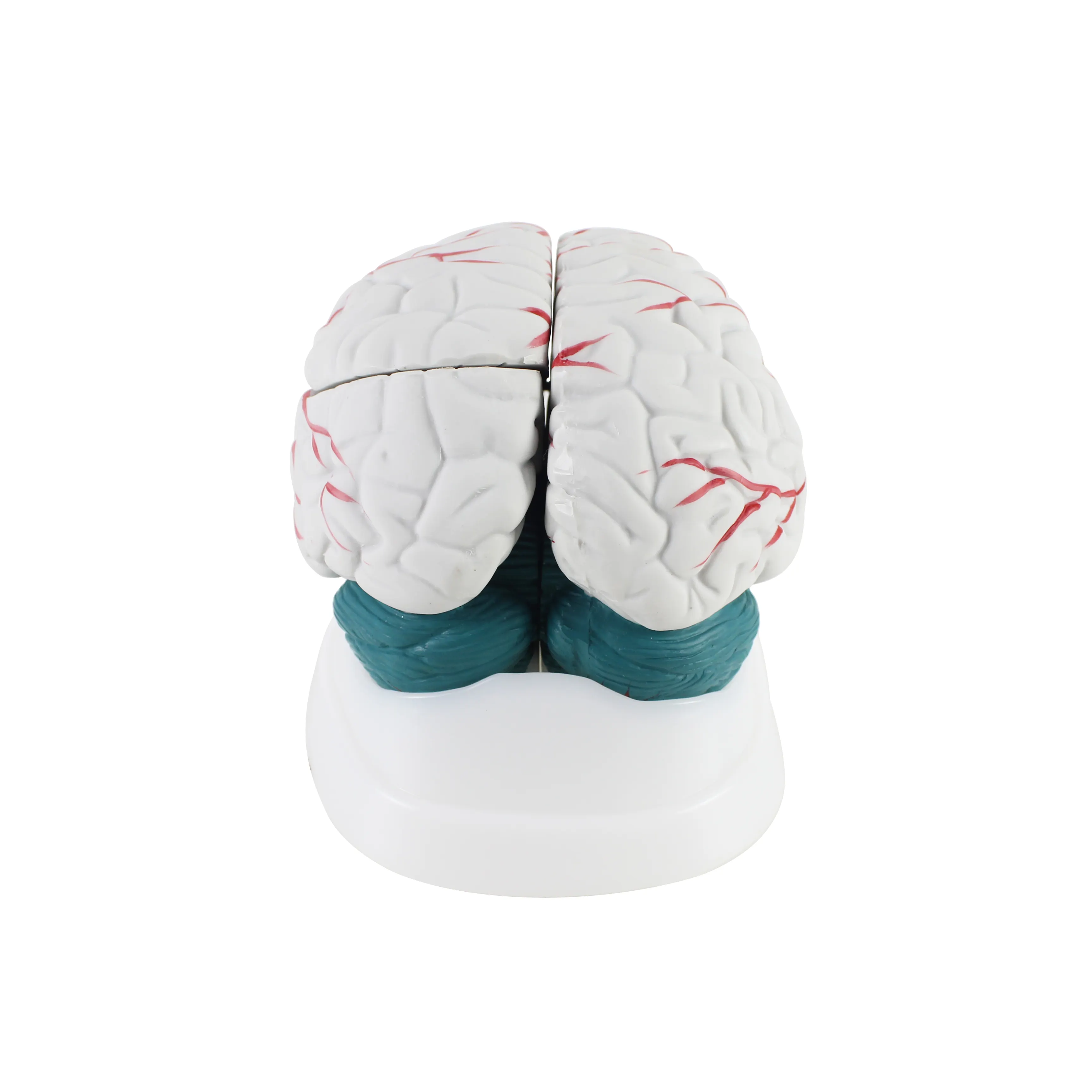 Fábrica alta qualidade e melhor preço novo estilo anatomia do cérebro modelos médicos para ensinar modelo anatômico do cérebro humano