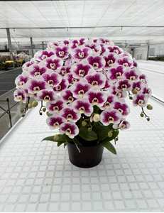 ถาดพลาสติก PP สำหรับกล้วยไม้ทรงกลมสำหรับโรงแรมงานจัดแสดงกล้วยไม้ขนาดใหญ่ถาดพลาสติก PP สำหรับงาน F324 - Product Image 3