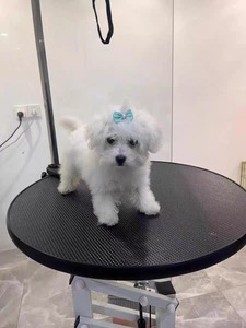 <span class=keywords><strong>Table</strong></span> de toilettage pour animaux de compagnie en acier inoxydable avec fonction de levage électrique, élimination des poils, alimentation rechargeable, conforme aux normes - Product Image 4