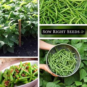 Sow Right <span class=keywords><strong>Contender</strong></span> Bush Green Bean Paquet d'héritage sans OGM Variété sans fil pour jardin potager extérieur - Product Image 5