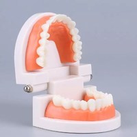 Recursos Didácticos de Odontología, Modelo de Prótesis Dental 3D, Práctica Oral, Modelo de Medicina Oral, CE/ISO
