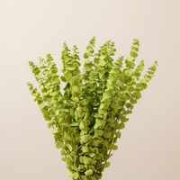 Vente en gros usine : Feuilles d'eucalyptus naturelles, véritables, séchées et préservées, teintes, pour plantes suspendues, décoration maison et mariage