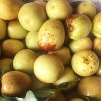 Verse Winter Jujube Leverancier