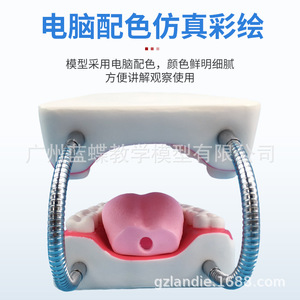 Modèle de dent de papillon bleu, modèle dentaire anatomique en PVC, portable, pour l'enseignement scolaire et les sciences médicales - Product Image 5